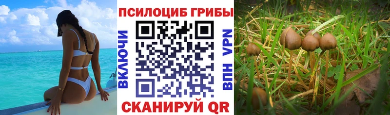 MEGA зеркало  Брянск  Псилоцибиновые грибы Psilocybe 